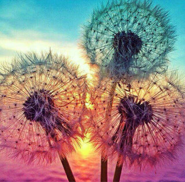 Diamond Painting Paardenbloemen Zonsondergang met Ronde steentjes 100x100 - Beste Kwaliteit